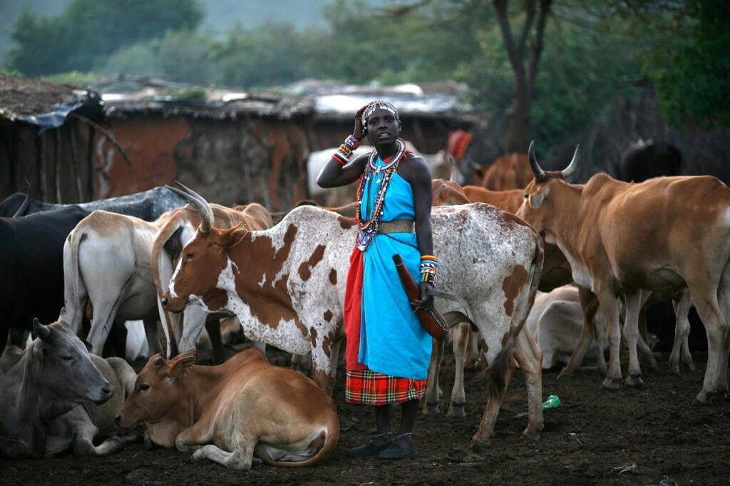 Masai tribe: Drinks cow's blood along with cow's milk