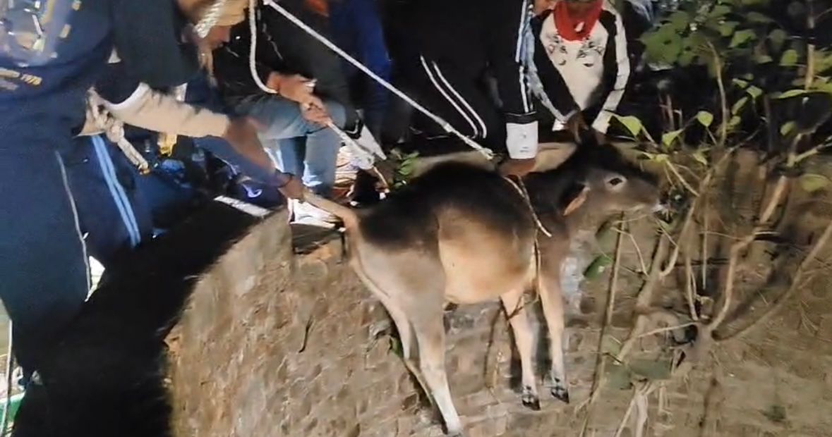 Rewa News : गहरे कुएं में गिरी गाय को SDERF ने जहरीले सांपों के बीच से रात 1 बजे सुरक्षित निकाला