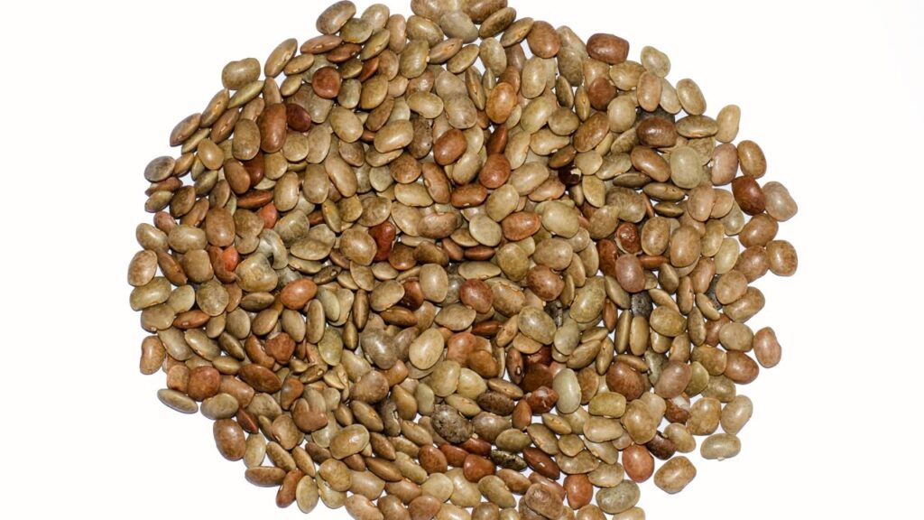 Kulthi Dal Benefits For Kidney Stone and Gallbladder Stone