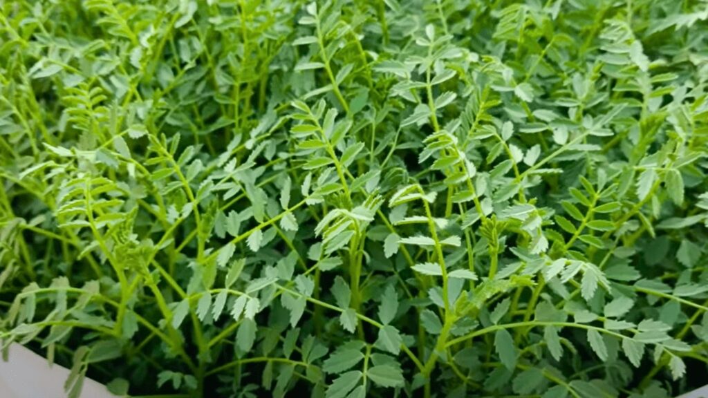 Fresh gram greens shown as a representative image in a suspected food poisoning case in Rewa