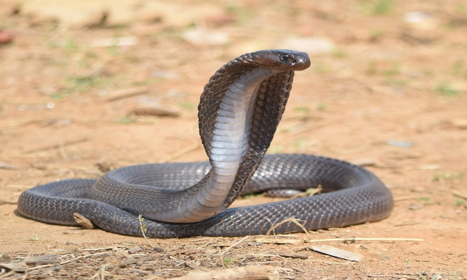एमपी के उज्जैन में नागो का होगा सरंक्षण, बनेगी देश की पहली सर्पमित्र नगरी