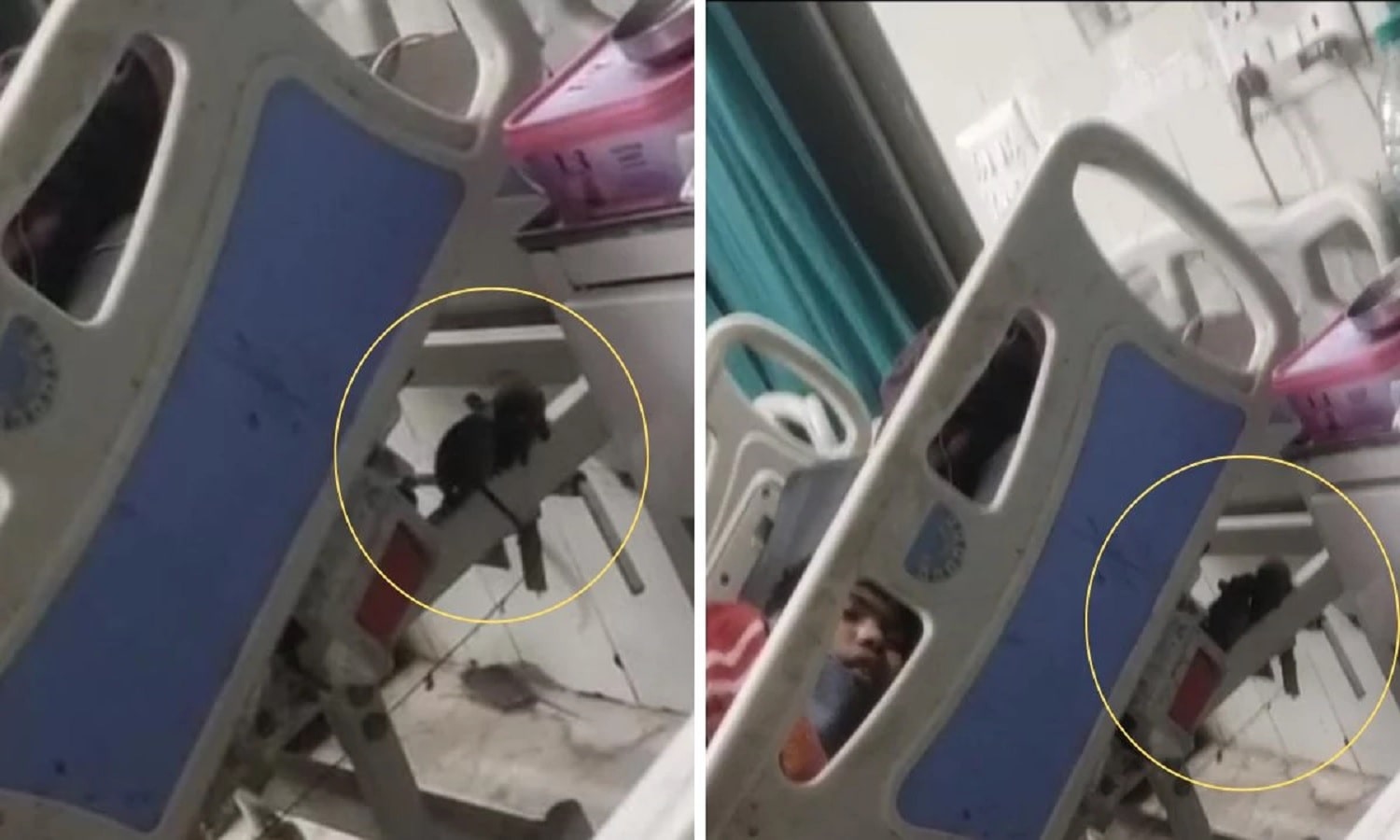 जिला अस्पताल के वार्ड में मरीज के बेड पर घूमते चूहे, आसपास अस्पताल का सामान दिखाई देता हुआ
