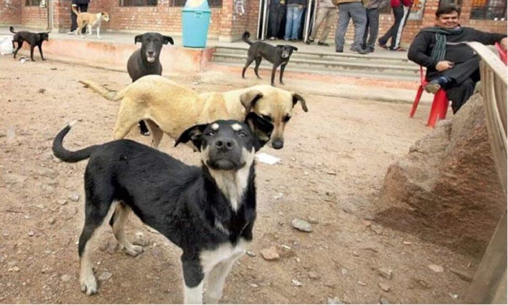 Stray dogs seen on city streets as the High Court questions municipal sterilization claims.
