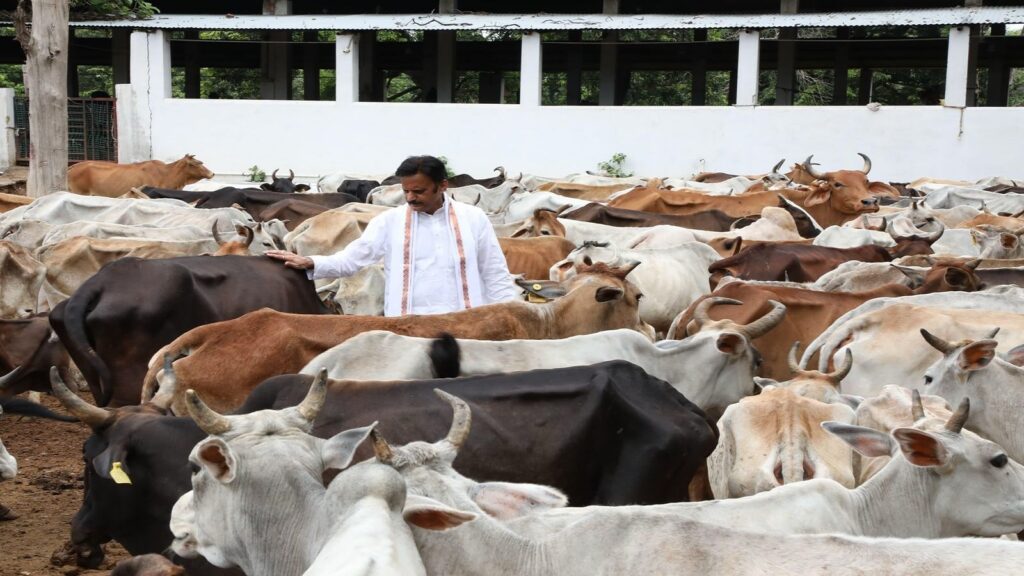 Deputy Chief Minister Rajendra Shukla interacting with cows at a gaushala during agriculture visit