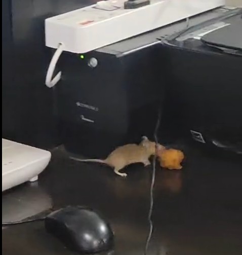 सतना जिला अस्पताल के SNCU में चूहों की धमाचौकड़ी, 40 नवजातों की सुरक्षा खतरे में, वीडियो वायरल