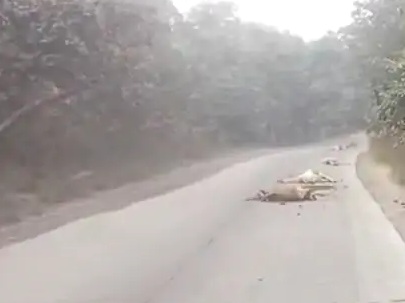 Dead cattle lying on the road after being hit by an unknown vehicle in Singrauli district