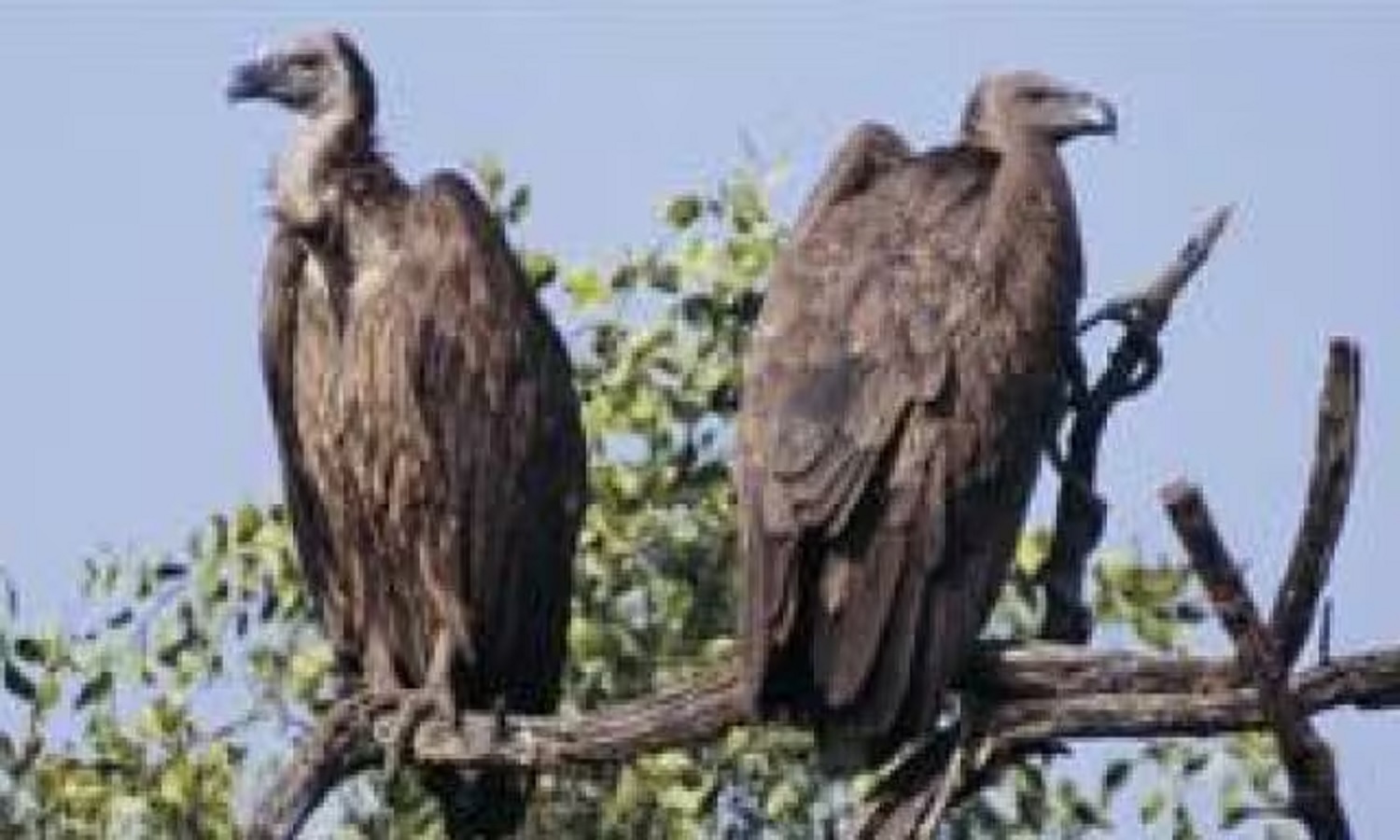 सीधी जिले में दिखा गिद्धों का बड़ा कुनबा, विशेषज्ञ मान रहे इसे शुभ संकेत