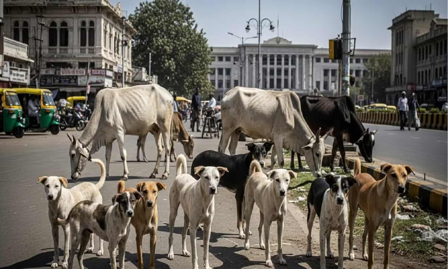 MP: प्रदेश में आवारा कुत्तों और बेसहारा मवेशियों पर सख्ती, सरकार ने जारी की SOP