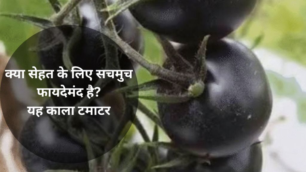 Black Tomato खाने की सलाह क्यों देते हैं डॉक्टर? लाल क्यों नहीं..