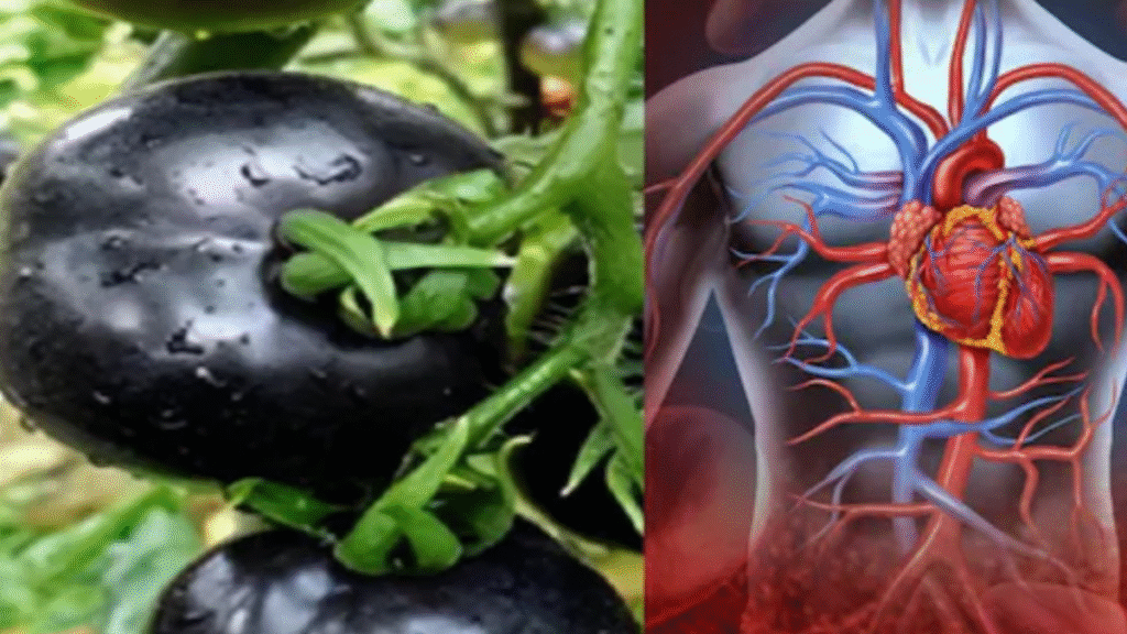 Black Tomato: Why do doctors recommend eating black tomatoes instead of red tomatoes?