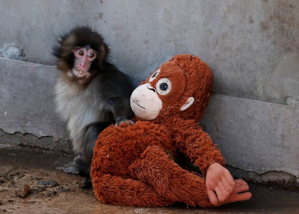 Viral macaque monkey Punch holding his orangutan plush toy in front of massive crowds at Ichikawa City Zoo in Japan.