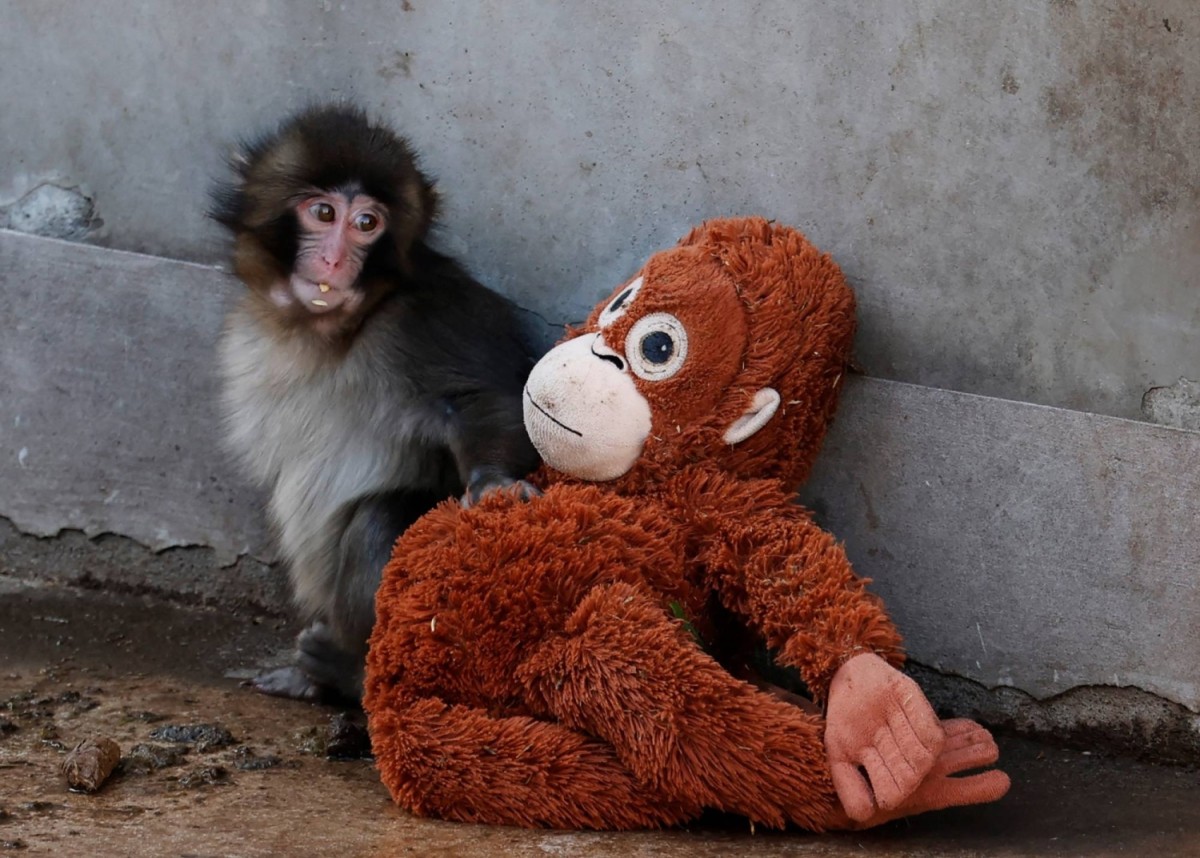 Viral macaque monkey Punch holding his orangutan plush toy in front of massive crowds at Ichikawa City Zoo in Japan.