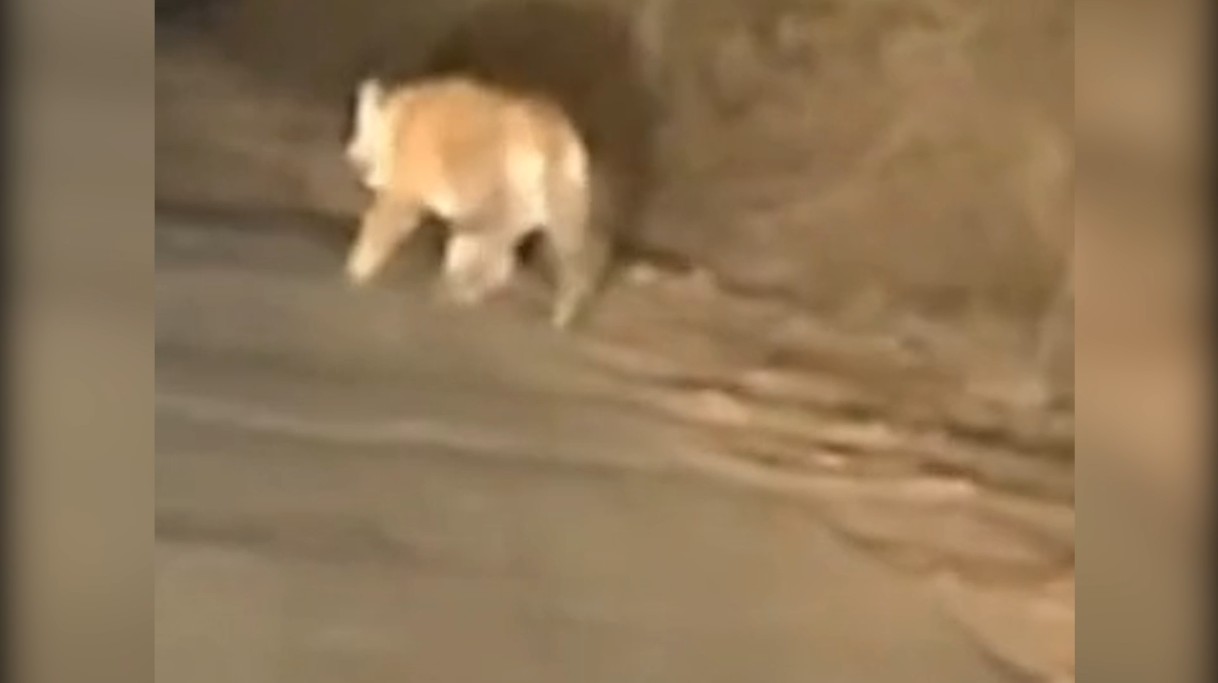 Tiger seen crossing the road on Dharkundi road in Satna