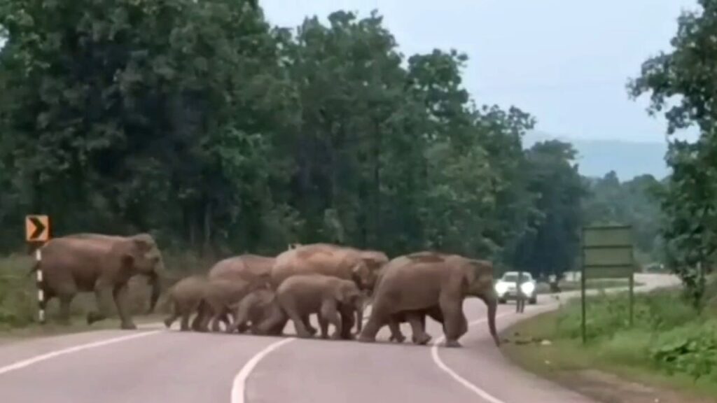 Highway closed due to herd of wild elephants on NH-39