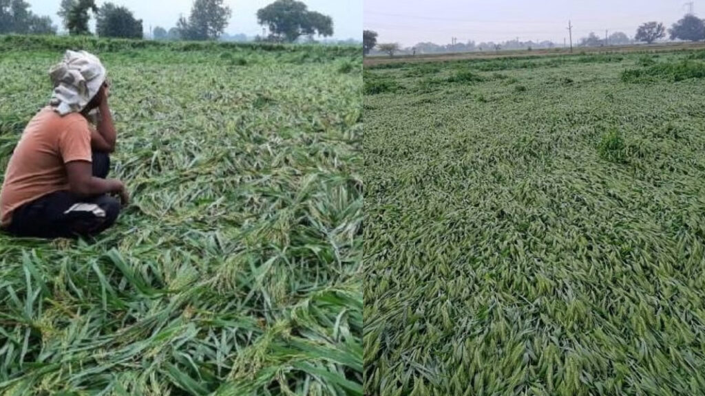 Farmers inspecting rain damaged crops in Rajasthan India for insurance claim