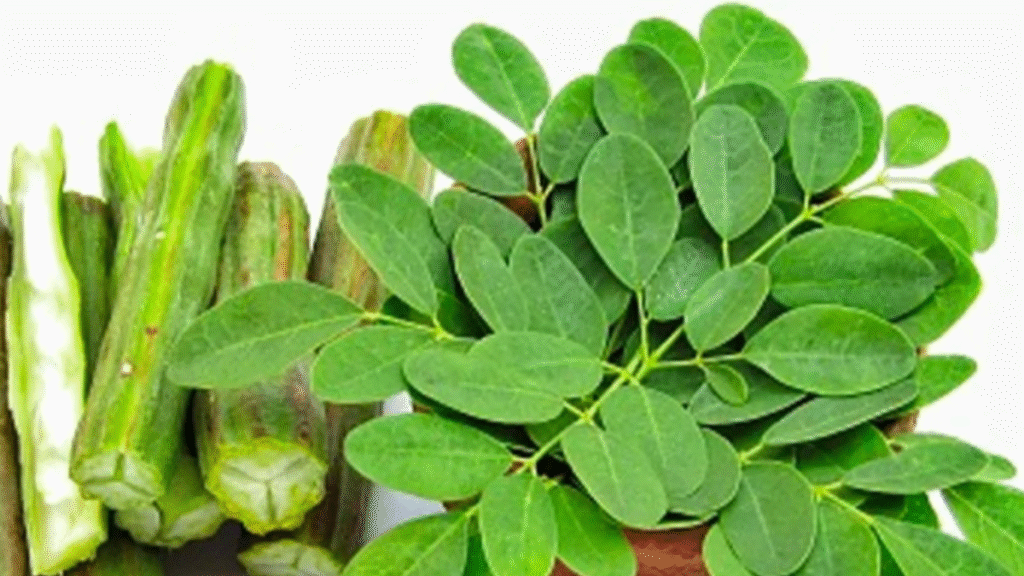 Why are moringa leaves considered a superfood? A doctor reveals 5 major benefits of Moringa