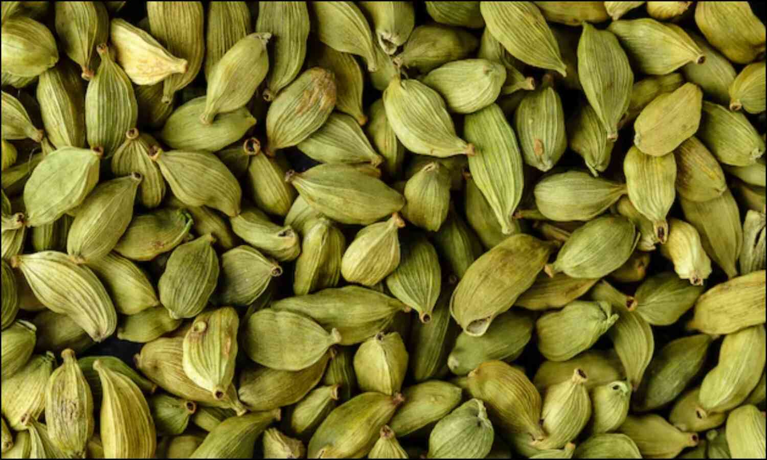 Green Elaichi Benefits In Morning : सुबह खाली पेट में चबाकर खा लें 2 हरी इलायची, नहीं पड़ेंगे बीमार 