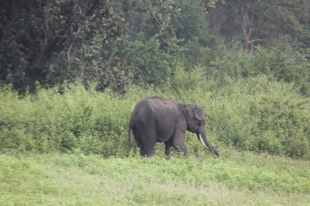 Panic due to entry of wild elephants in Rewa