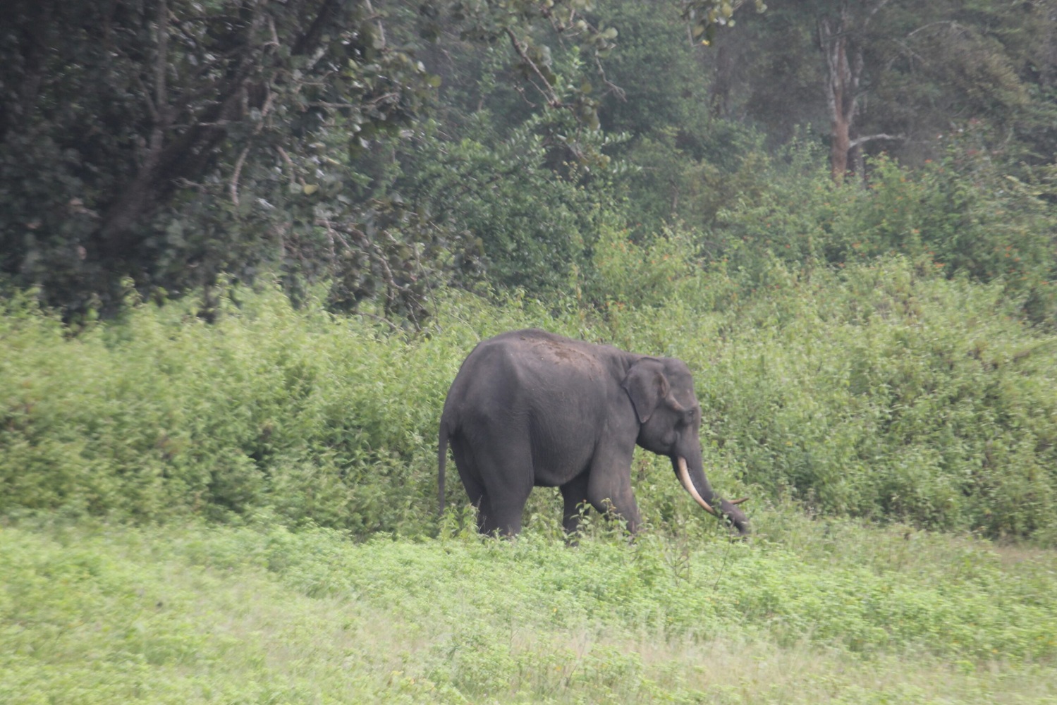 Panic due to entry of wild elephants in Rewa