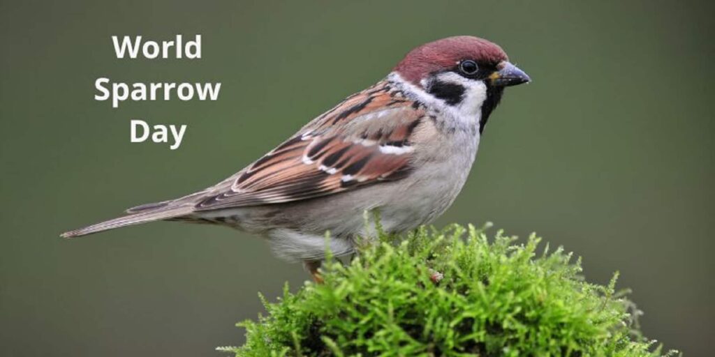 World Sparrow Day : विश्व गौरैया दिवस को बनाएं नन्ही चिड़िया के संरक्षण का संकल्प दिवस