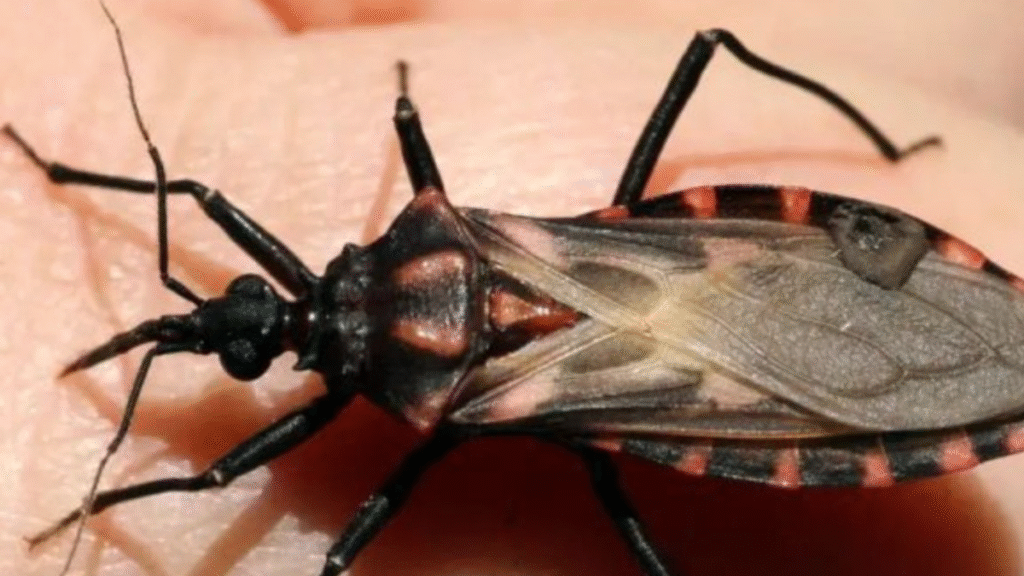 Chagas Disease: A silent infection that can cause serious damage to the heart and body