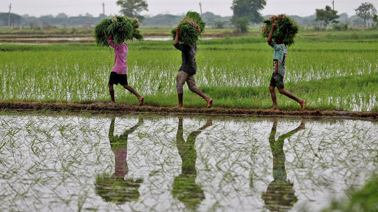 Indian farmer standing in a dry field under a clear sky representing the monsoon threat.