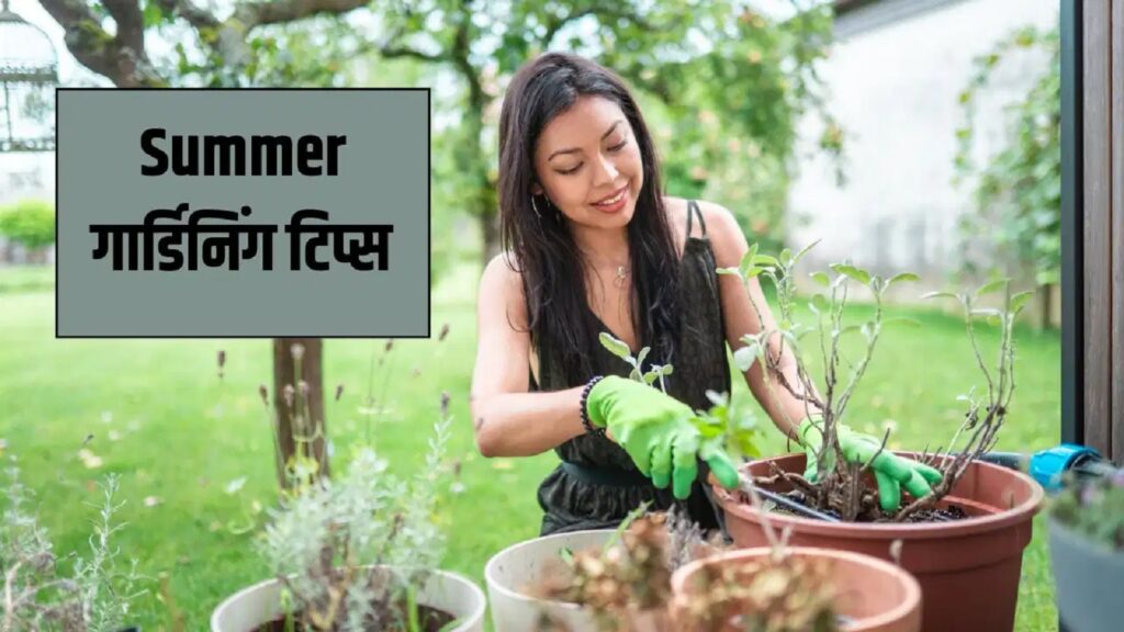 Summer plant care tips-