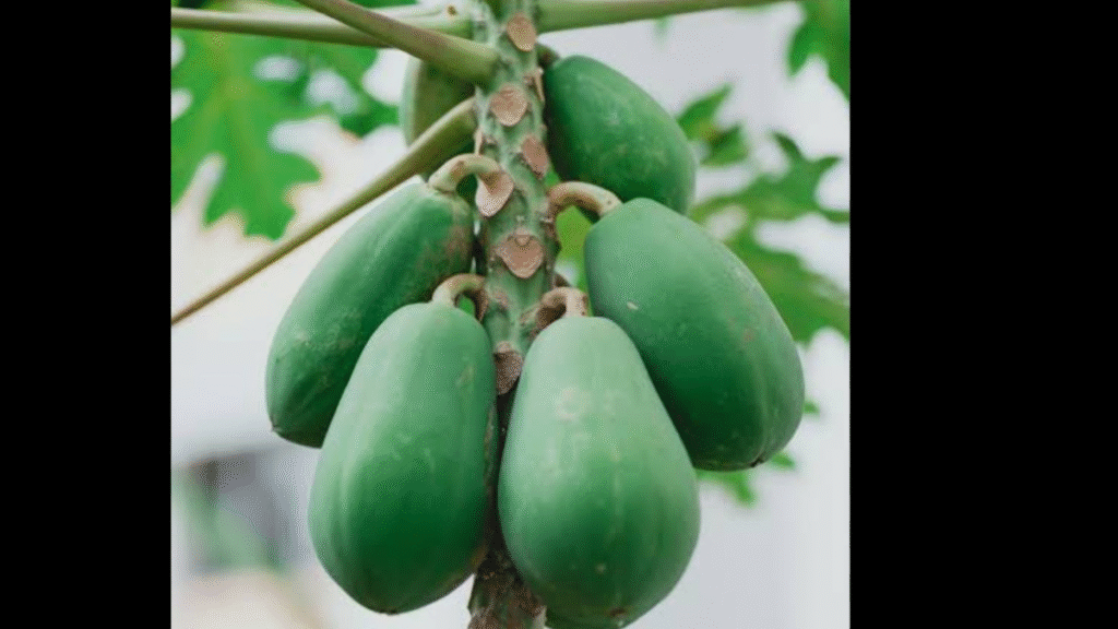 Raw papaya is a natural remedy for these 5 problems in women.