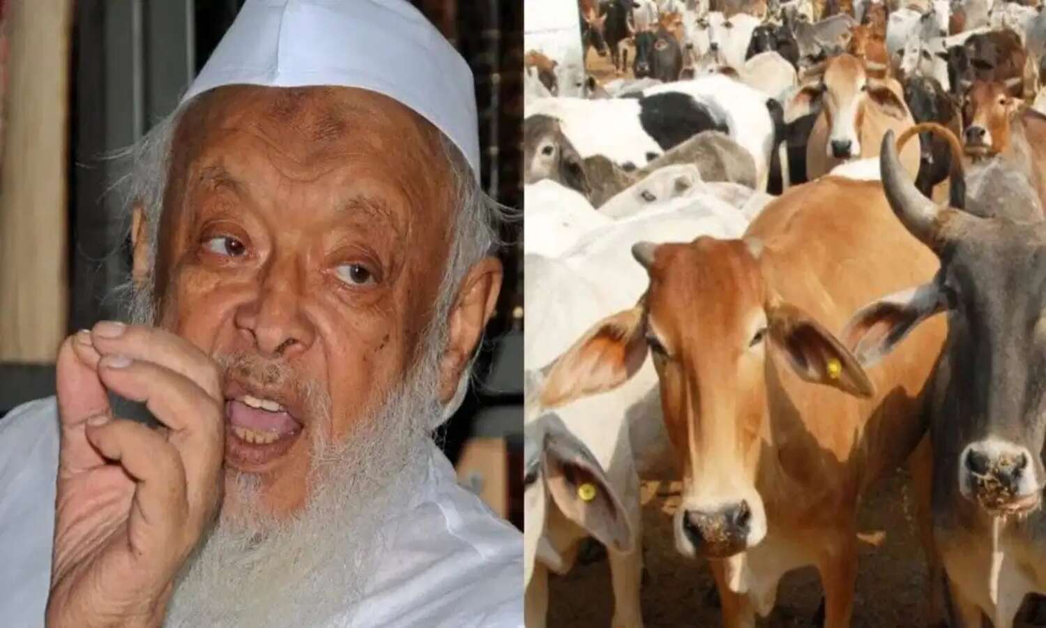 Cow as national animal