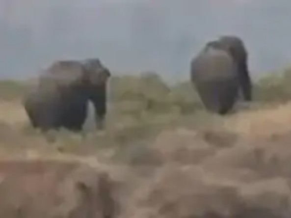 Wild elephants camp in Maihar forest division