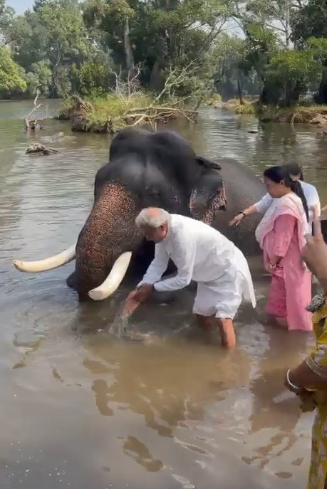 Rewa MP bathed the elephants and fed them jaggery in the Elephanta Camp.
