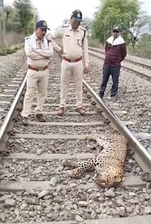Leopard dies after being hit by a train in Satna