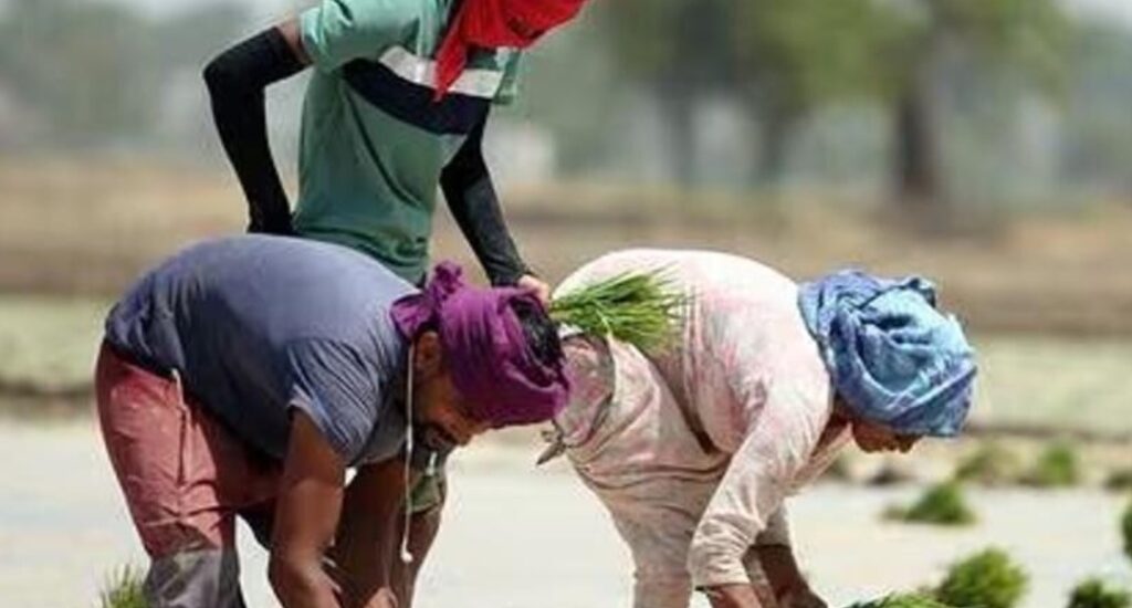 MSP 2026-27: Central Government releases new MSP for Kharif crops; check the full list.