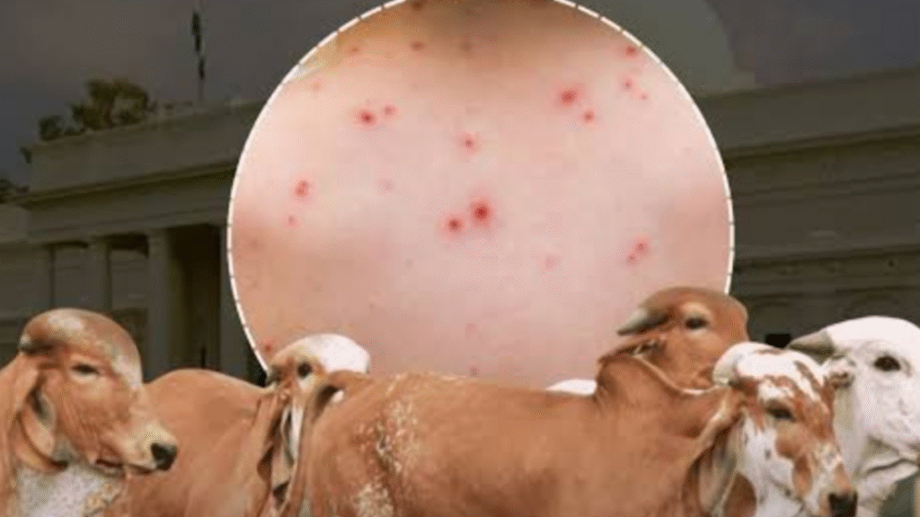Research on Chikungunya: Claim that cow urine extract reduces viral load by more than 90%.