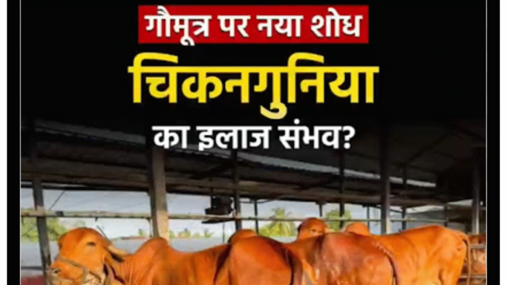 Research on Chikungunya: Claim that cow urine extract reduces viral load by more than 90%.