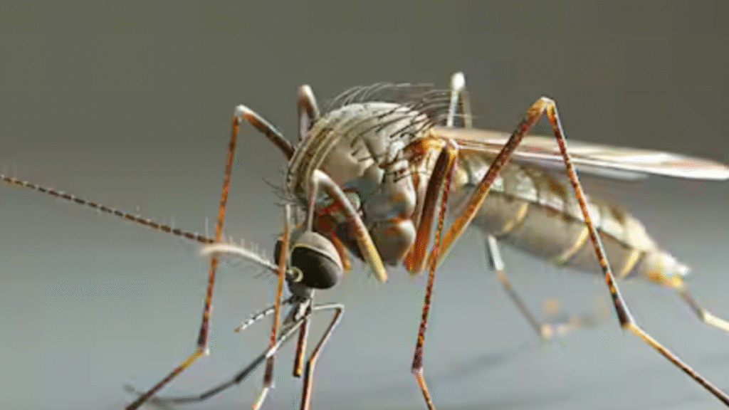 Dengue in India: The risk of dengue is no longer limited to the monsoon season; it persists throughout the year.