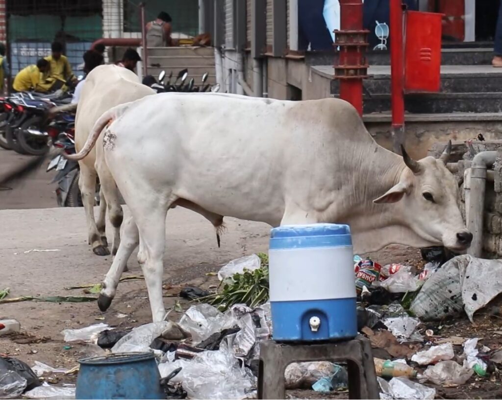 Despite the existence of multi-crore cow shelters in Rewa stray cattle continue to occupy the roads.