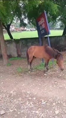 Watchman ties horse to police station gate in Sidhi.