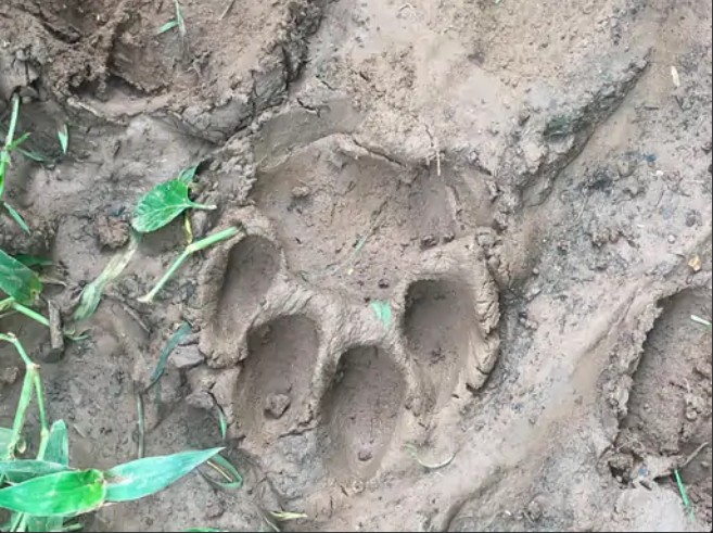 Leopard enters residential area in Sidhi