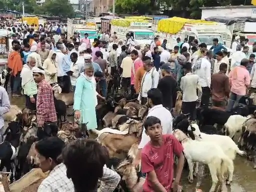 Racket of illegal extortion at the Khutar goat market in Singrauli.