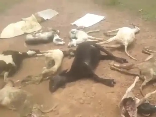 Leopard on a rampage in Satna; enters enclosure and kills 9 sheep.