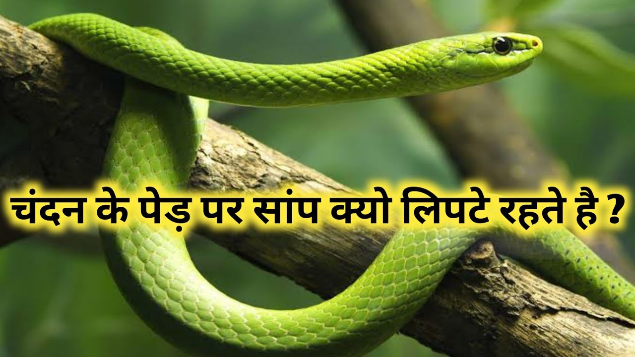 सांप चंदन के पेड़ पर क्यों बैठते हैं