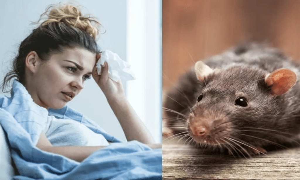 rat fever