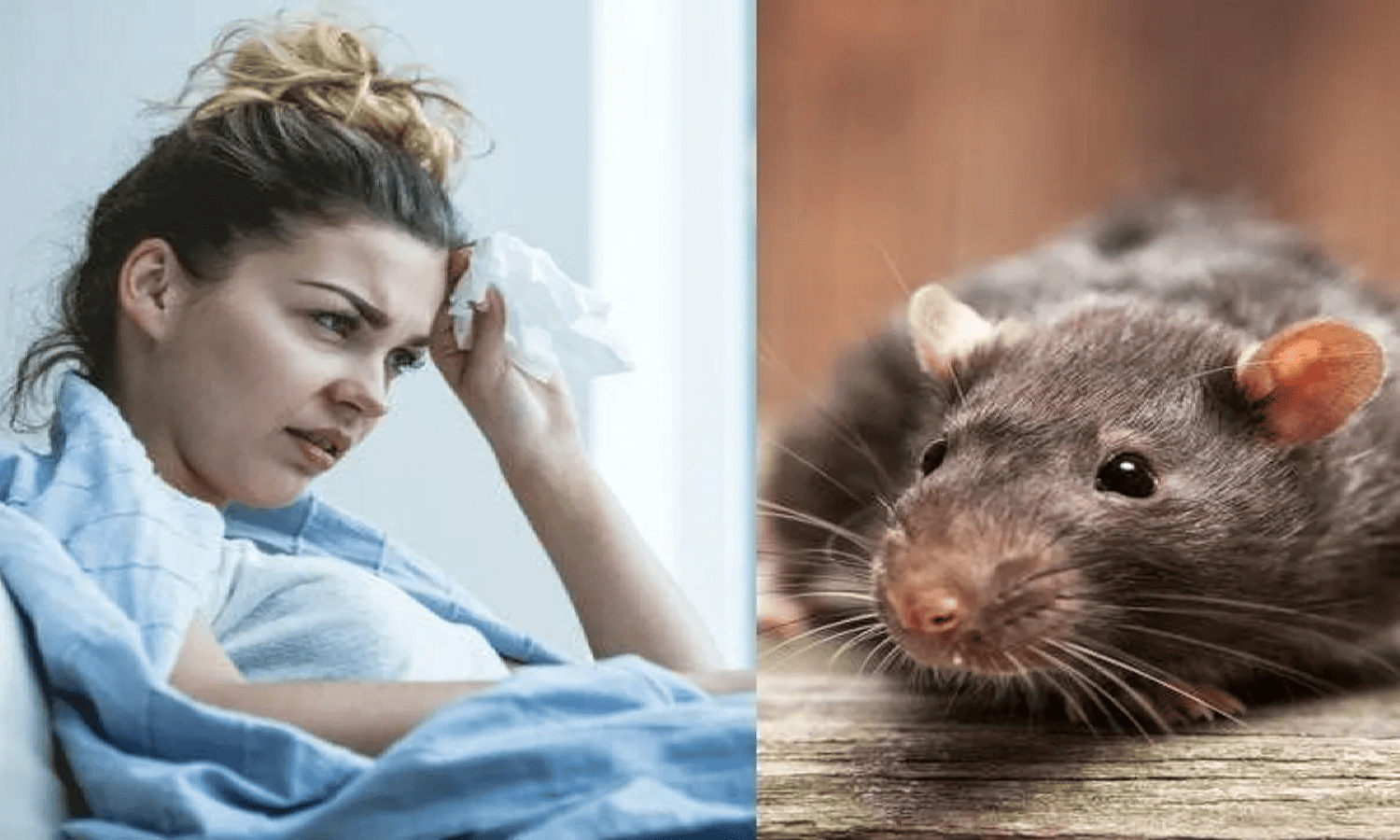 rat fever
