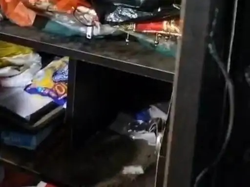 Thieves targeted two houses in a single night in Satna district.