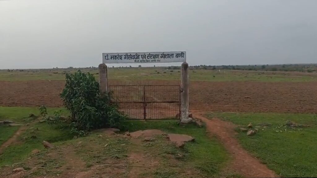 Strongman encroaches on government cowshed land in Satna.