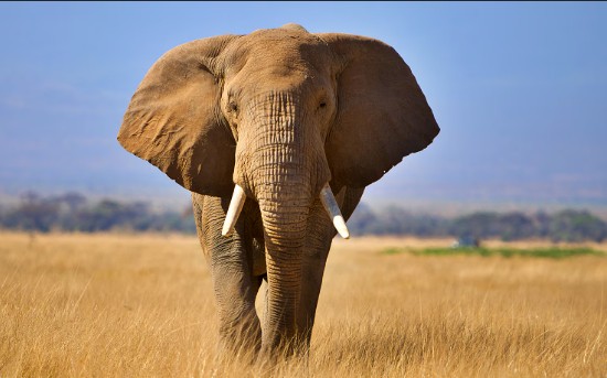 Wild elephant goes on a rampage in Maihar.