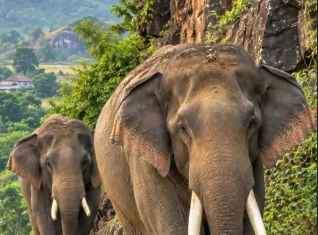Two wild elephants from Mauganj have reached the Sidhi border.