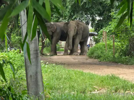 Villagers in Mauganj gripped by panic following the arrival of elephants