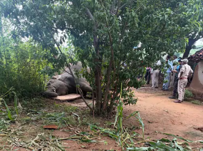 Elephant dies a painful death due to electrocution in Mauganj.